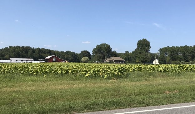 جنگ تعرفه‌ای آمریکا با چین، ضربه‌ای  مهلک به  توتونکاران آمریکا