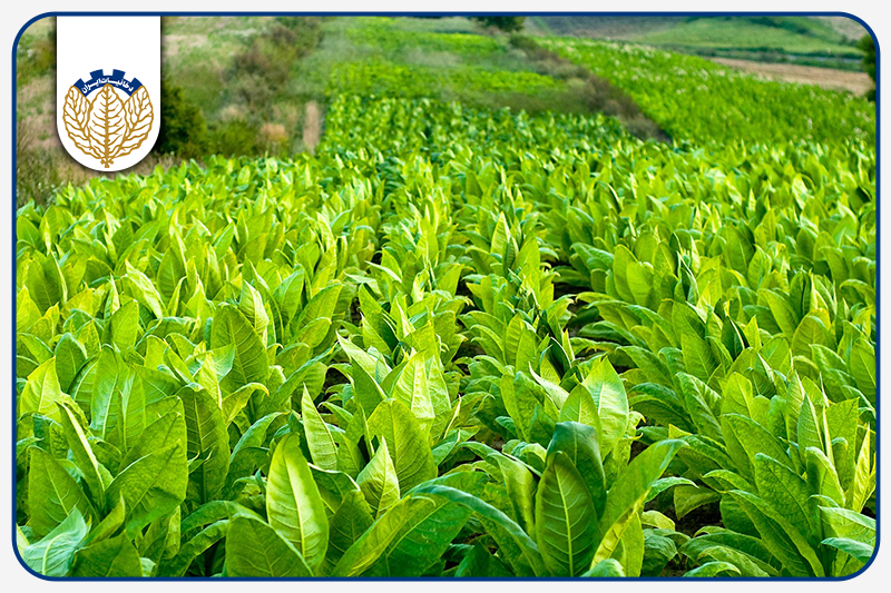 هیئت مدیره شرکت دخانیات ایران نرخ خرید توتون برای سال 1405 را تصویب نمود.